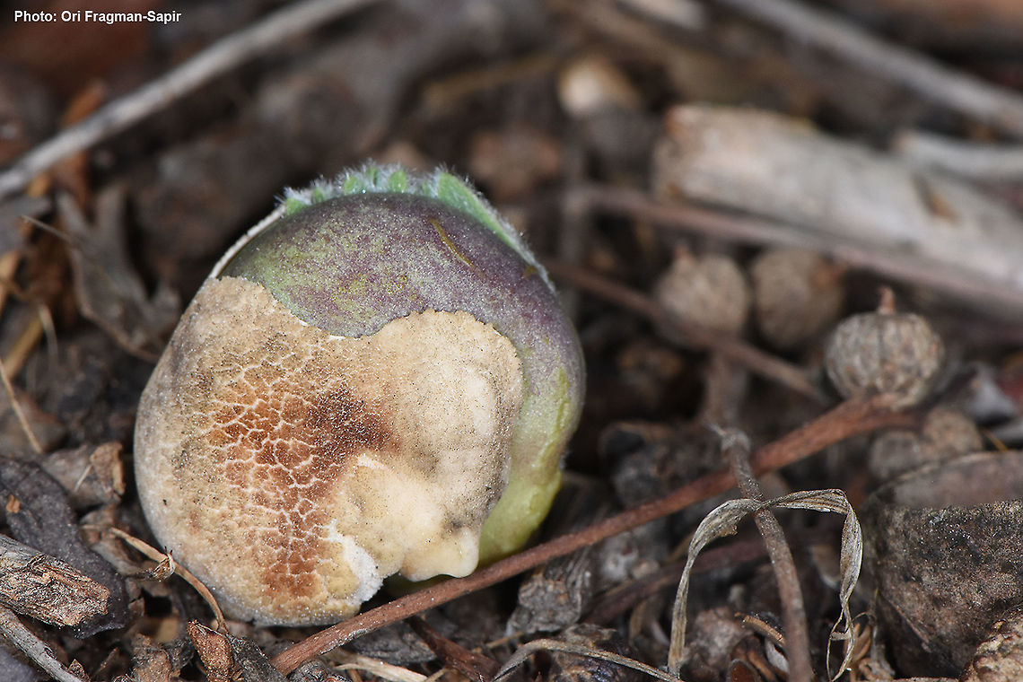 Lupinus pilosus germinating seed Lupinus pilosus