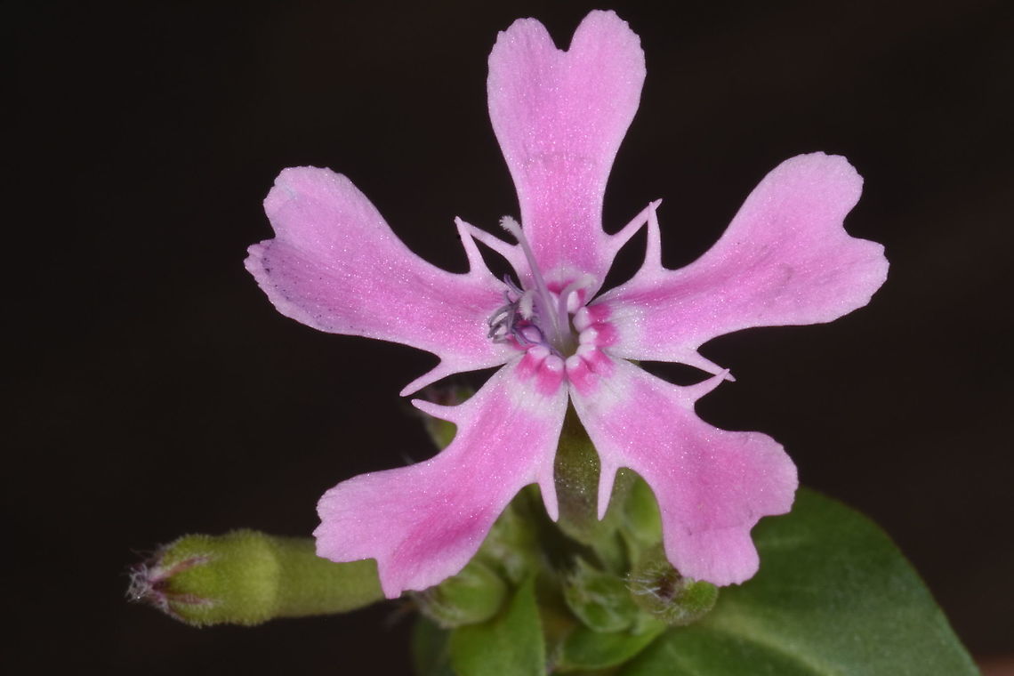 Silene aegyptiaca  Silene aegyptiaca