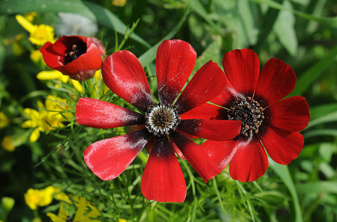 Adonis palaestina S Golan Heights, Nahal Meizar Adonis palaestina,Palestine Pheasant's Eye