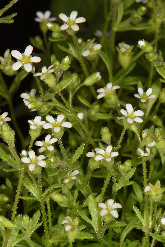 Saxifraga tridactylites  Saxifraga tridactylites