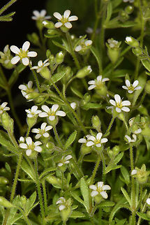 Saxifraga tridactylites  Saxifraga tridactylites