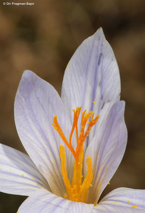 Crocus hermoneus ssp hermoneus  Crocus hermoneus,Fall,Geotagged