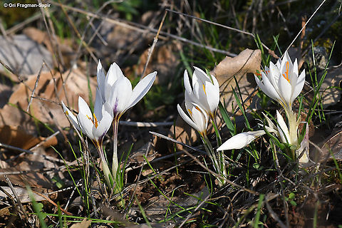 Crocus aleppicus  Crocus aleppicus,Fall,Geotagged