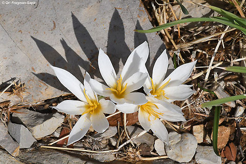 Crocus aleppicus  Crocus aleppicus,Fall,Geotagged