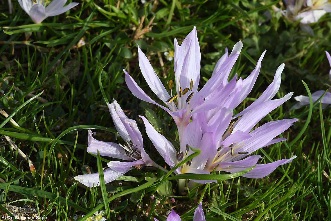 Colchicum szovitsii ssp brachyphyllum  Colchicum szovitsii,Fall,Geotagged