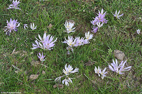 Colchicum szovitsii ssp brachyphyllum  Colchicum szovitsii,Fall,Geotagged