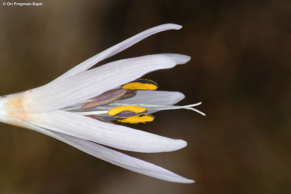 Colchicum antilibanoticum  Colchicum antilibanoticum,Fall,Geotagged