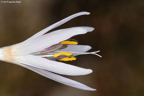 Colchicum antilibanoticum  Colchicum antilibanoticum,Fall,Geotagged