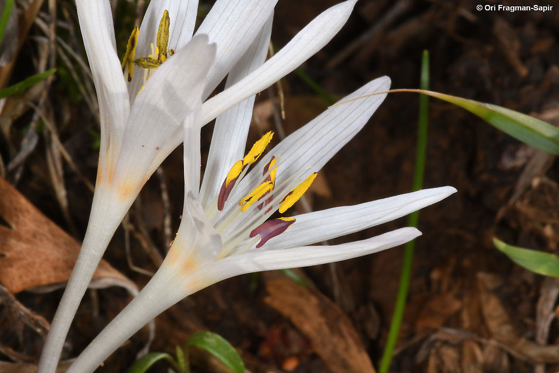 Colchicum antilibanoticum  Colchicum antilibanoticum,Fall,Geotagged