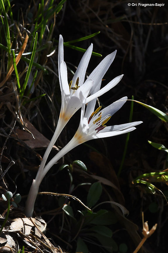 Colchicum antilibanoticum  Colchicum antilibanoticum,Fall,Geotagged