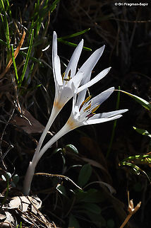 Colchicum antilibanoticum  Colchicum antilibanoticum,Fall,Geotagged