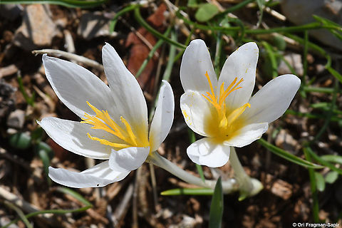 Crocus aleppicus  Crocus aleppicus,Fall,Geotagged