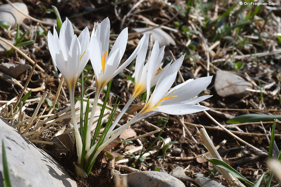 Crocus aleppicus  Crocus aleppicus,Fall,Geotagged