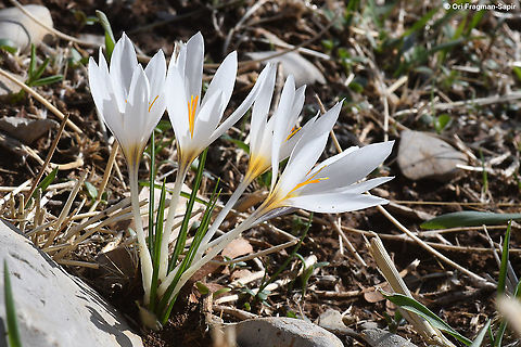 Crocus aleppicus  Crocus aleppicus,Fall,Geotagged