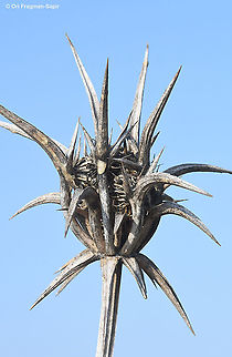 Exoacantha heterophylla  Exoacantha heterophylla,Fall,Geotagged