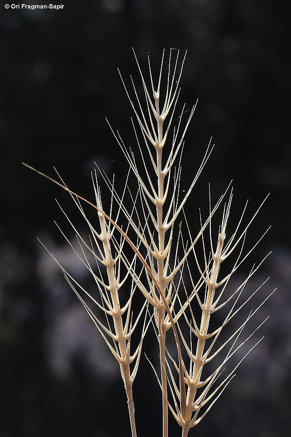 Taeniatherum caput-medusae  Fall,Geotagged,Taeniatherum caput-medusae