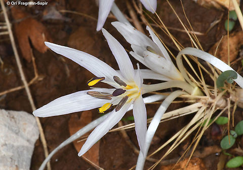 Colchicum antilibanoticum  Colchicum antilibanoticum,Fall,Geotagged