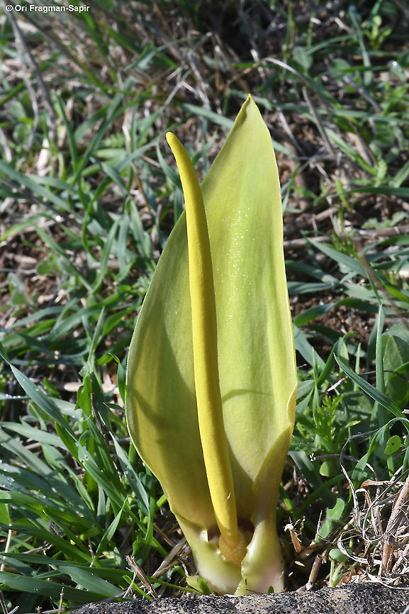 Biarum auraniticum  Biarum auraniticum,Fall,Geotagged