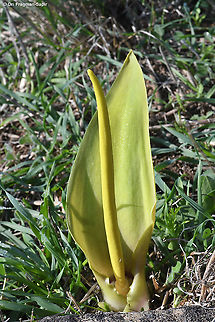 Biarum auraniticum  Biarum auraniticum,Fall,Geotagged