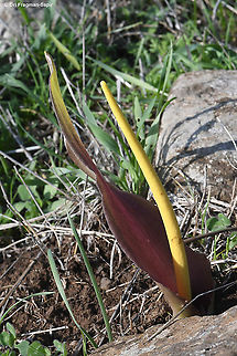 Biarum auraniticum  Biarum auraniticum,Fall,Geotagged