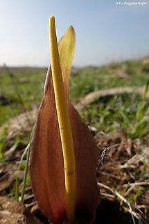 Biarum auraniticum  Biarum auraniticum,Fall,Geotagged