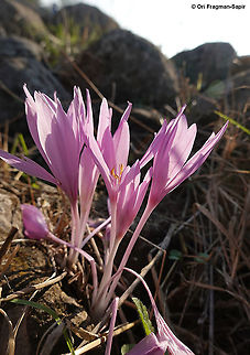 Colchicum hierosolymitanum  Colchicum hierosolymitanum,Fall,Geotagged