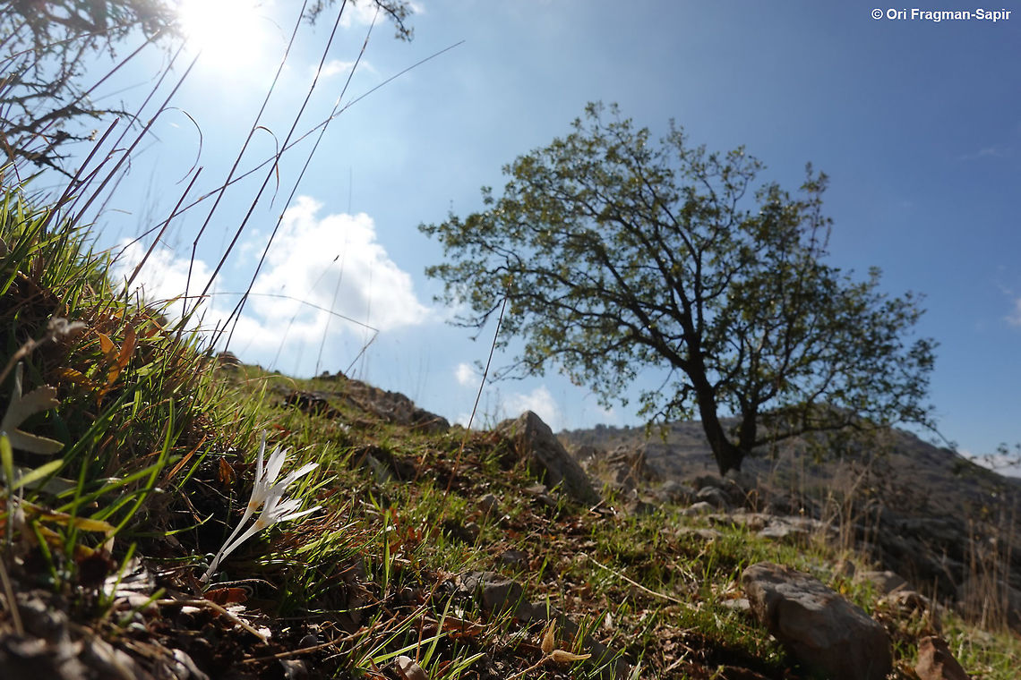 Colchicum antilibanoticum  Colchicum antilibanoticum,Fall,Geotagged