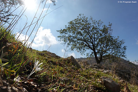 Colchicum antilibanoticum  Colchicum antilibanoticum,Fall,Geotagged