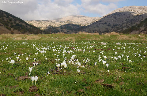 Crocus ochroleucus  Crocus ochroleucus,Fall,Geotagged