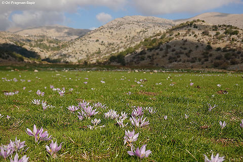 Colchicum szovitsii ssp brachyphyllum  Colchicum szovitsii,Fall,Geotagged