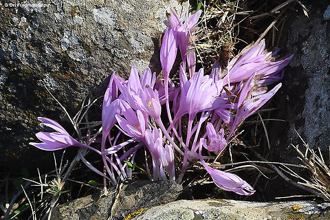 Colchicum hierosolymitanum  Colchicum hierosolymitanum,Fall,Geotagged