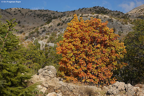 Sorbus torminalis  Fall,Geotagged,Sorbus torminalis,Wild service tree