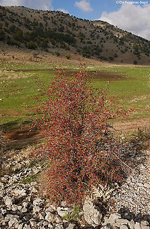 Crataegus sinaica  Crataegus × sinaica,Fall,Geotagged