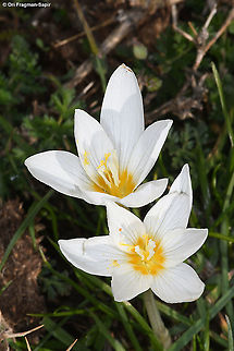 Crocus ochroleucus  Crocus ochroleucus,Fall,Geotagged