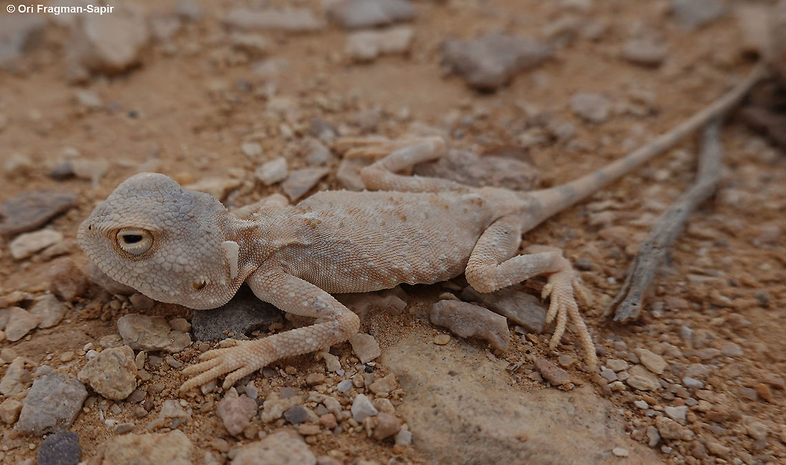 Trapelus pallidus S Israel, S Negev, Casui Sands Fall,Geotagged,Israel,Trapelus pallidus