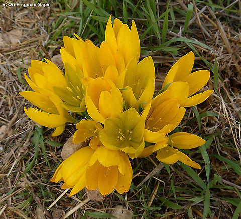 Sternbergia clusiana  Fall,Geotagged,Israel,Sternbergia clusiana