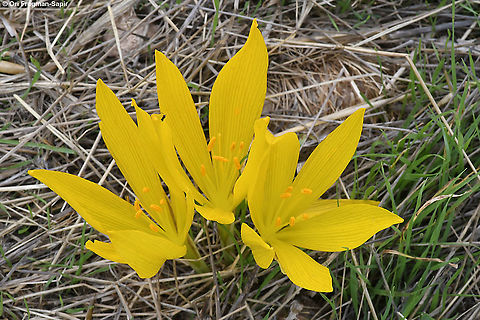 Sternbergia clusiana  Fall,Geotagged,Israel,Sternbergia clusiana