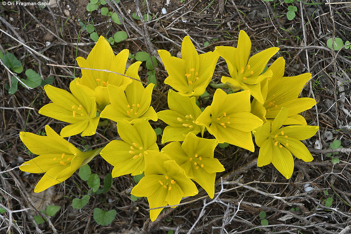 Sternbergia clusiana  Fall,Geotagged,Israel,Sternbergia clusiana