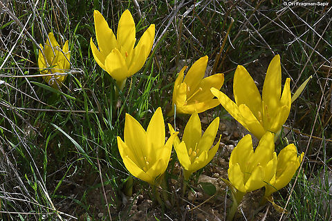 Sternbergia clusiana  Fall,Geotagged,Sternbergia clusiana