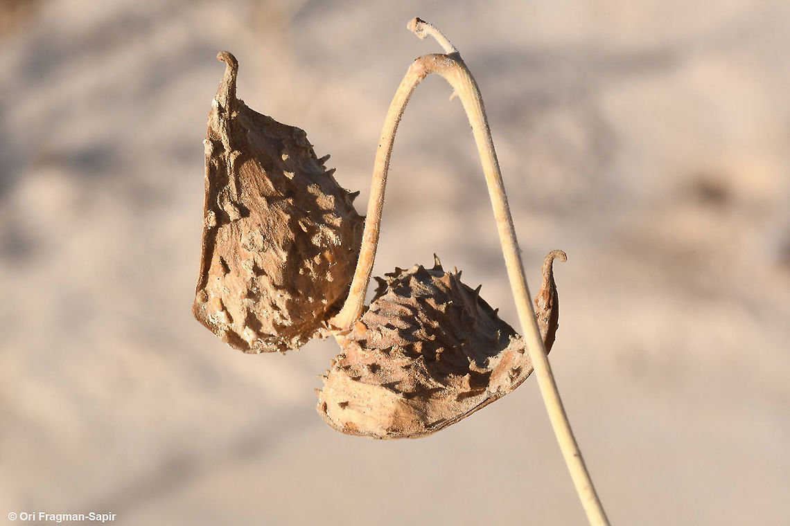 Pergularia tomentosa  Fall,Geotagged,Israel,Pergularia tomentosa