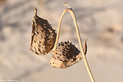 Pergularia tomentosa  Fall,Geotagged,Israel,Pergularia tomentosa