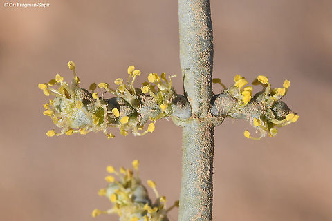 Anabasis articulata  Anabasis  articulata,Anabasis articulata,Fall,Geotagged,Israel