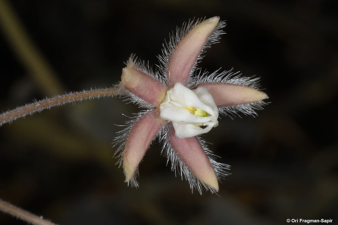 Pergularia tomentosa  Fall,Geotagged,Israel,Pergularia tomentosa
