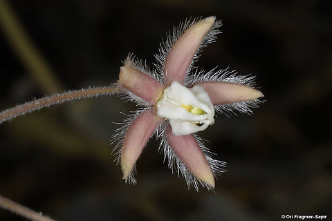 Pergularia tomentosa  Fall,Geotagged,Israel,Pergularia tomentosa