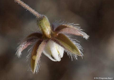Pergularia tomentosa  Fall,Geotagged,Israel,Pergularia tomentosa