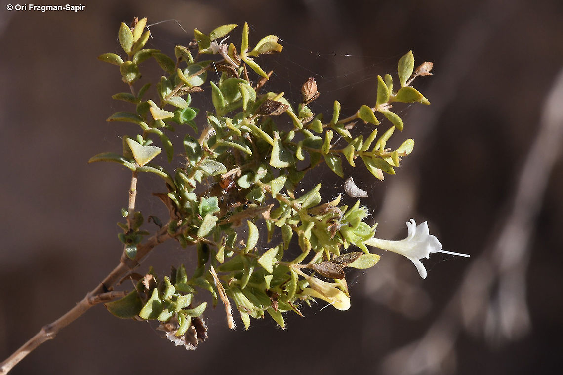 Origanum dayi  Fall,Geotagged,Israel,Origanum dayi