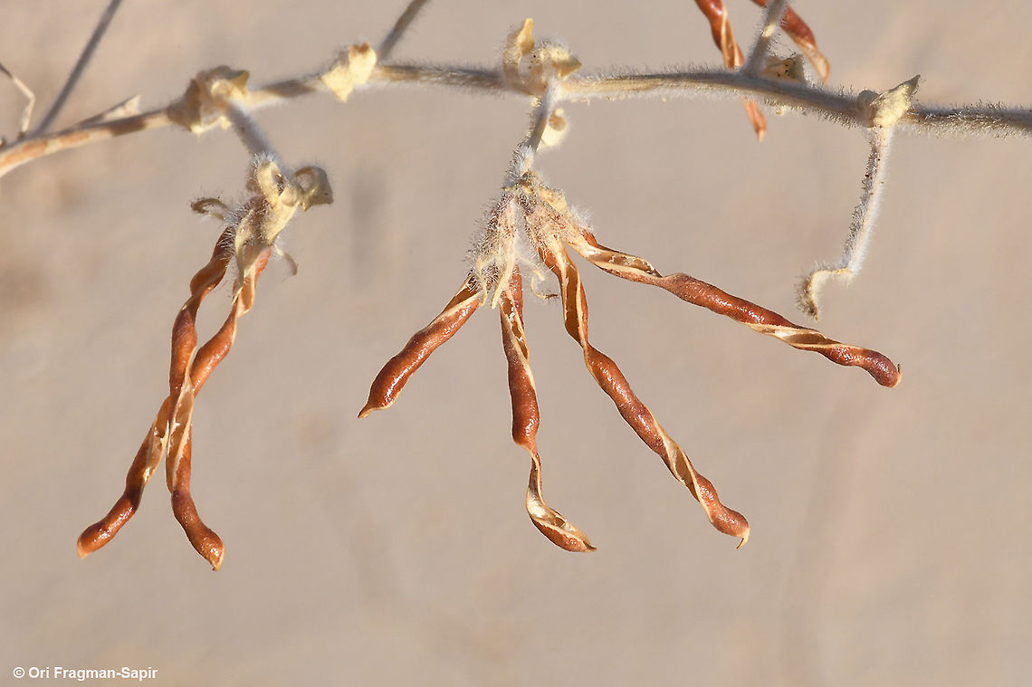 Lotus lanuginosus  Fall,Geotagged,Israel,Lotus lanuginosus