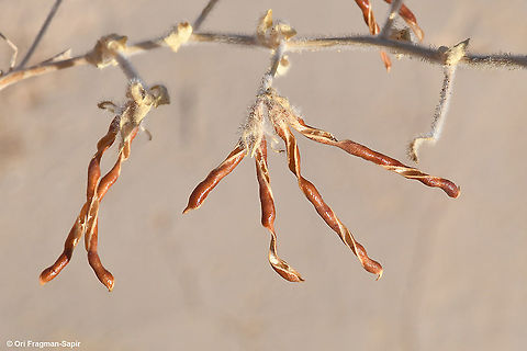 Lotus lanuginosus  Fall,Geotagged,Israel,Lotus lanuginosus