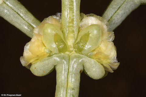 Anabasis setifera  Anabasis setifera,Fall,Geotagged,Israel