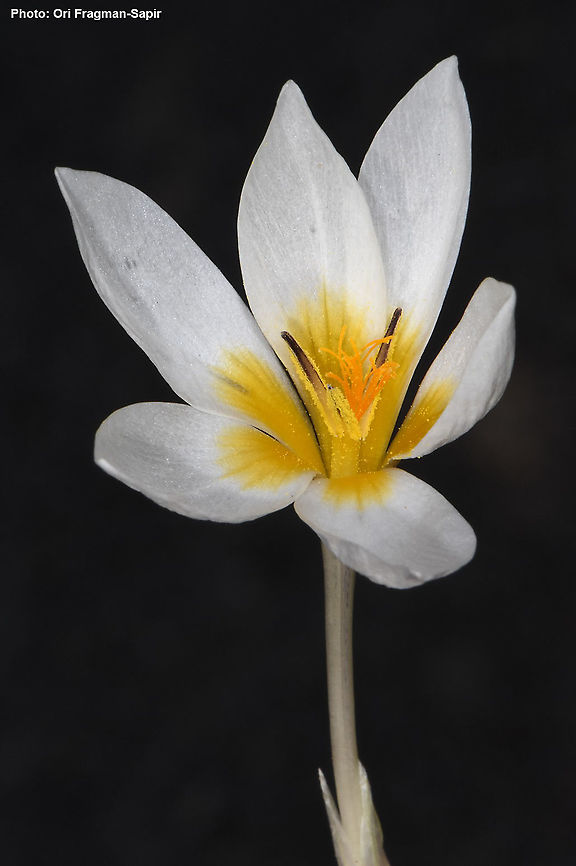 Crocus hyemalis  Crocus hyemalis